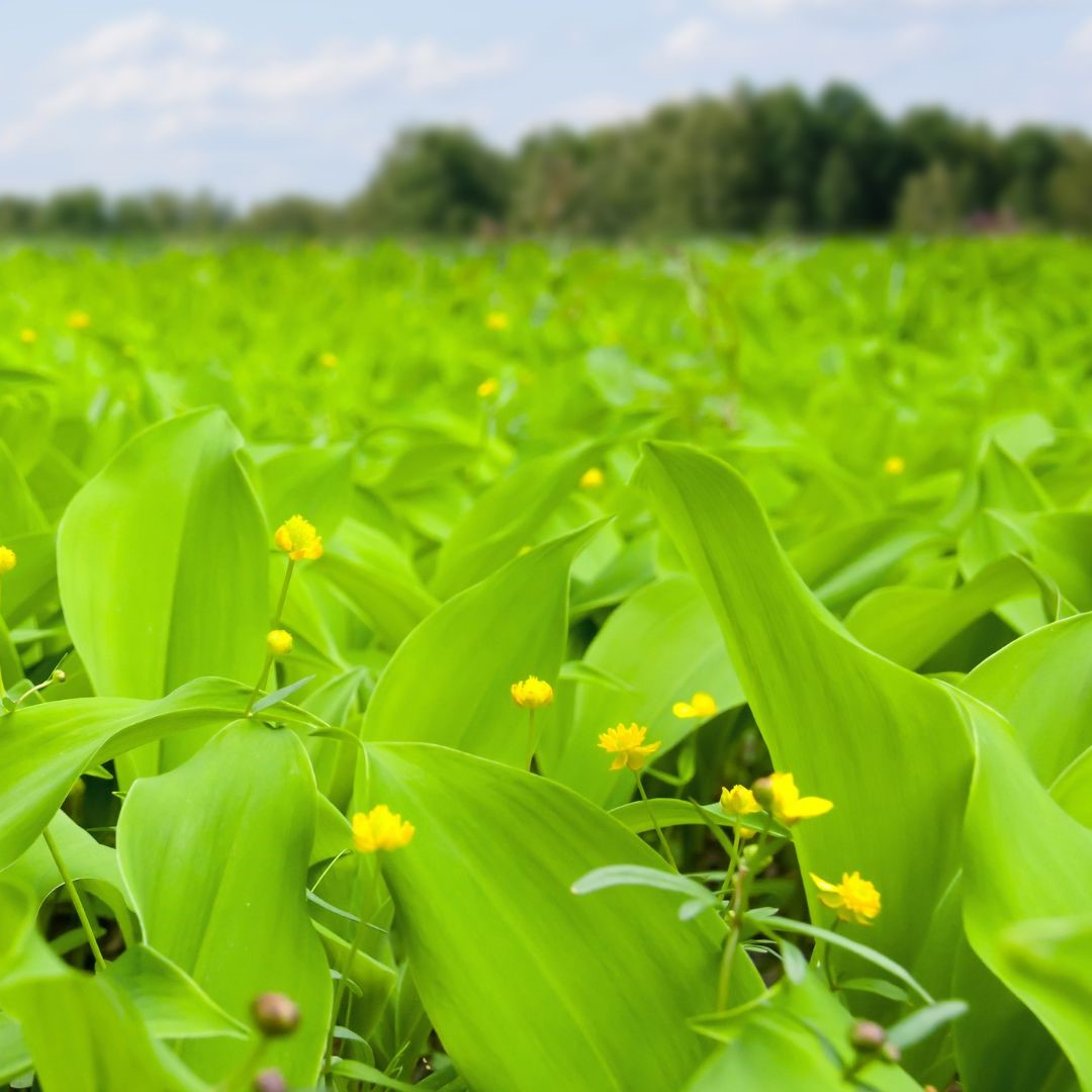 Image Title Alt Image