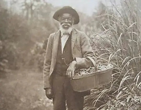 A historical black and white image of a black man holding a basket of roots