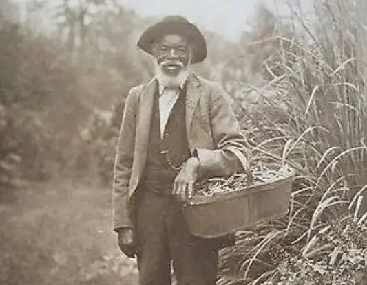 A historical black and white image of a black man holding a basket of roots