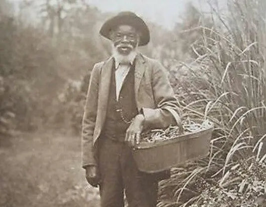 Doctor Caesar: A Remarkable Black Herbalist of the 1700s