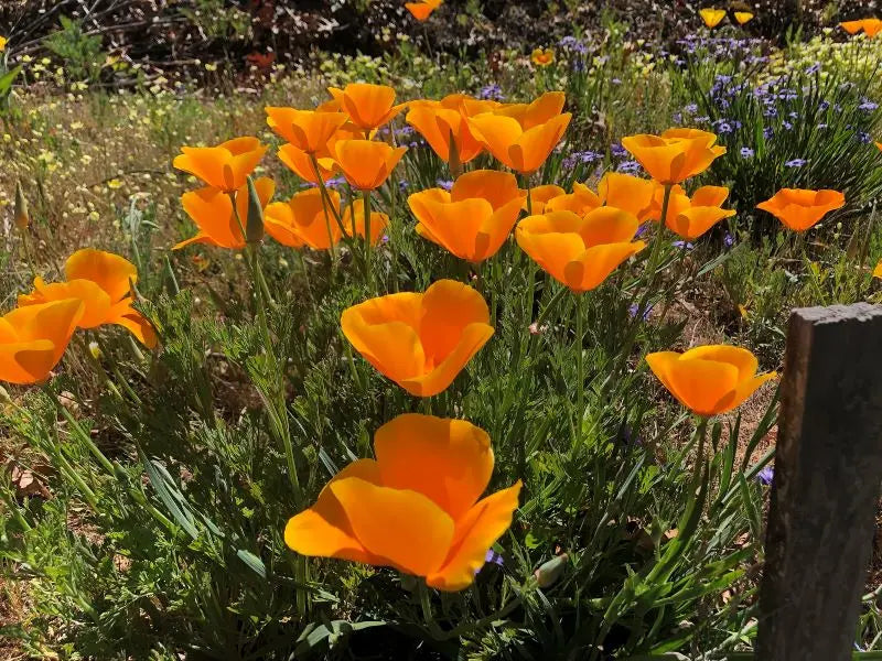 Orange California poppies
