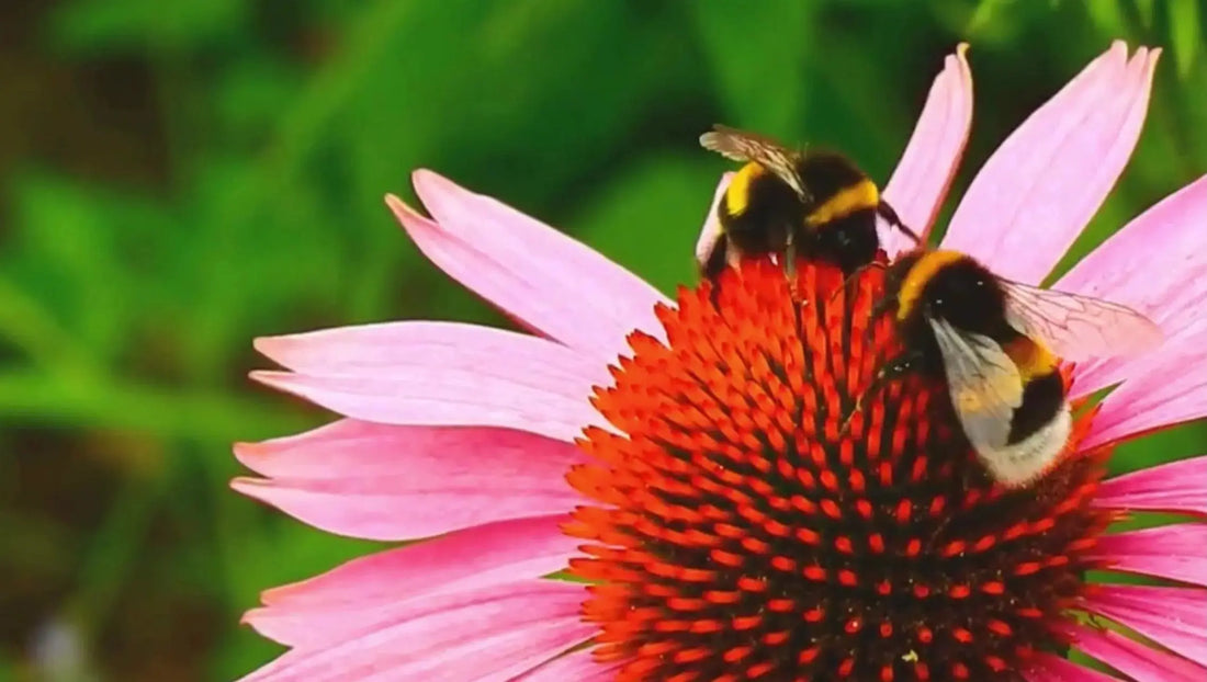 Pink echinacea flower with bees