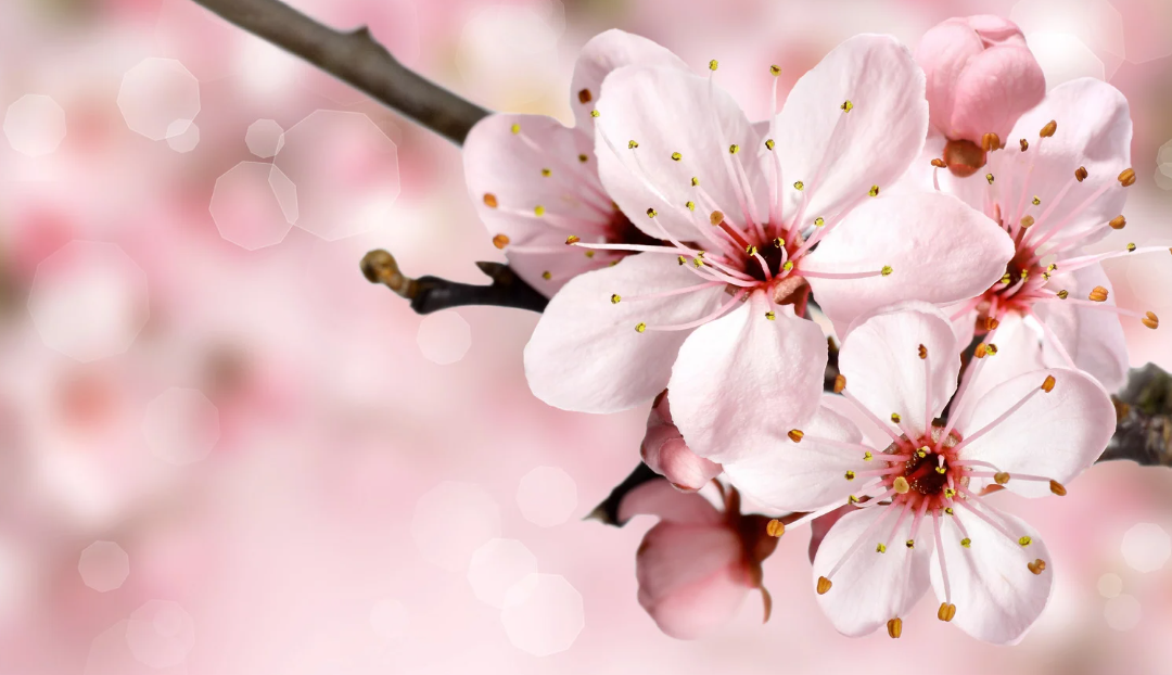 Delicate pink pear blossoms are shown on a bare twig.