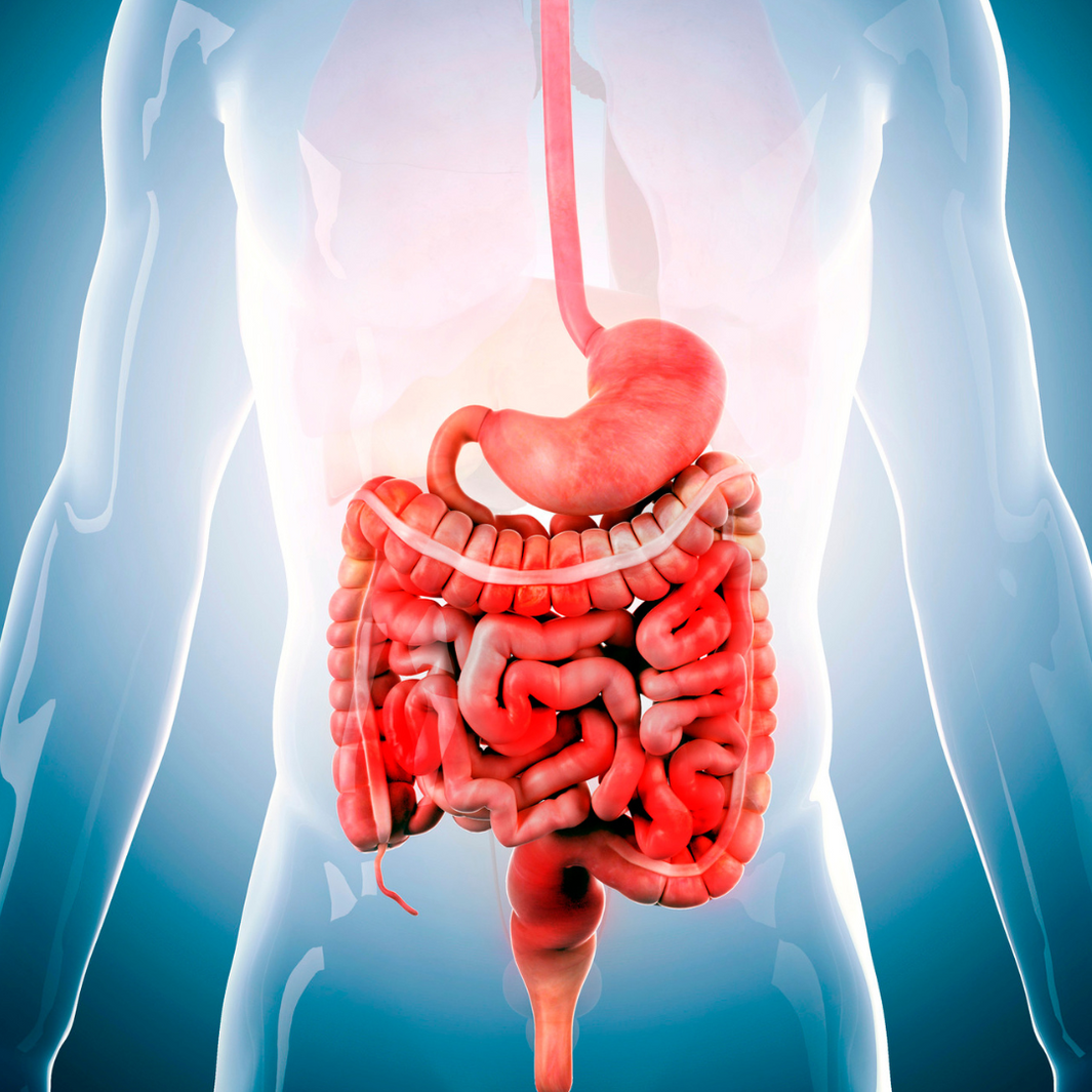 A diagram of the digestive system shows the main digestive organs inside a translucent representation of a human body. The esophagus, stomach, small intestine, large intestine, and colon are depicted.