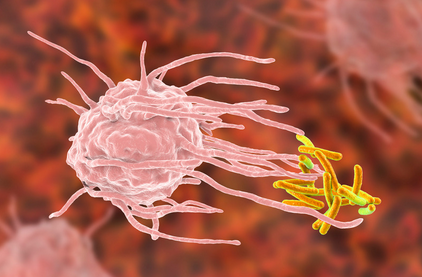 A photomicrograph shows a macrophage cell reaching out to engulf invading bacteria.