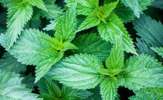 Nettle leaves