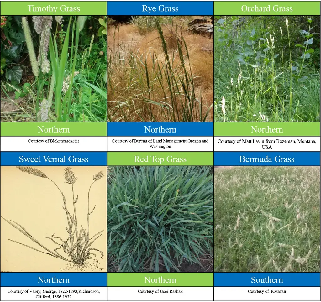 Photos of six kinds of grasses
