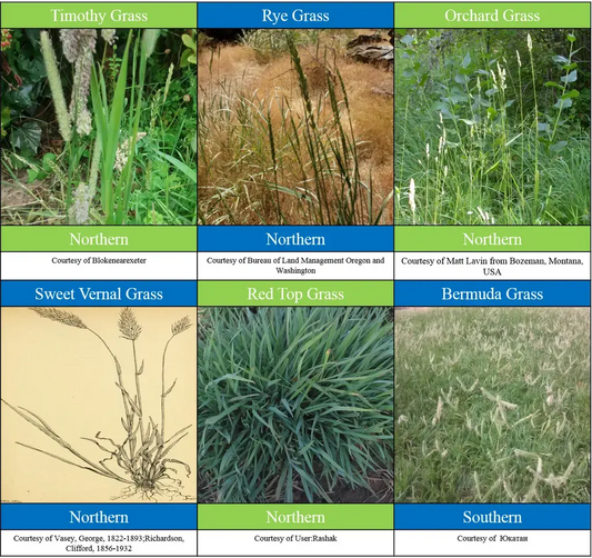 Photos of six kinds of grasses