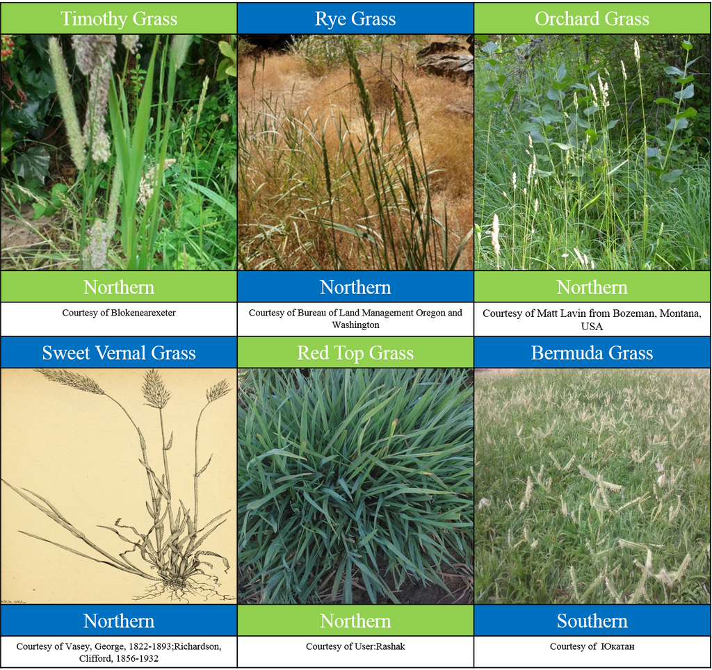 Allergy Sufferers Beware! Watch Out for These Grasses!