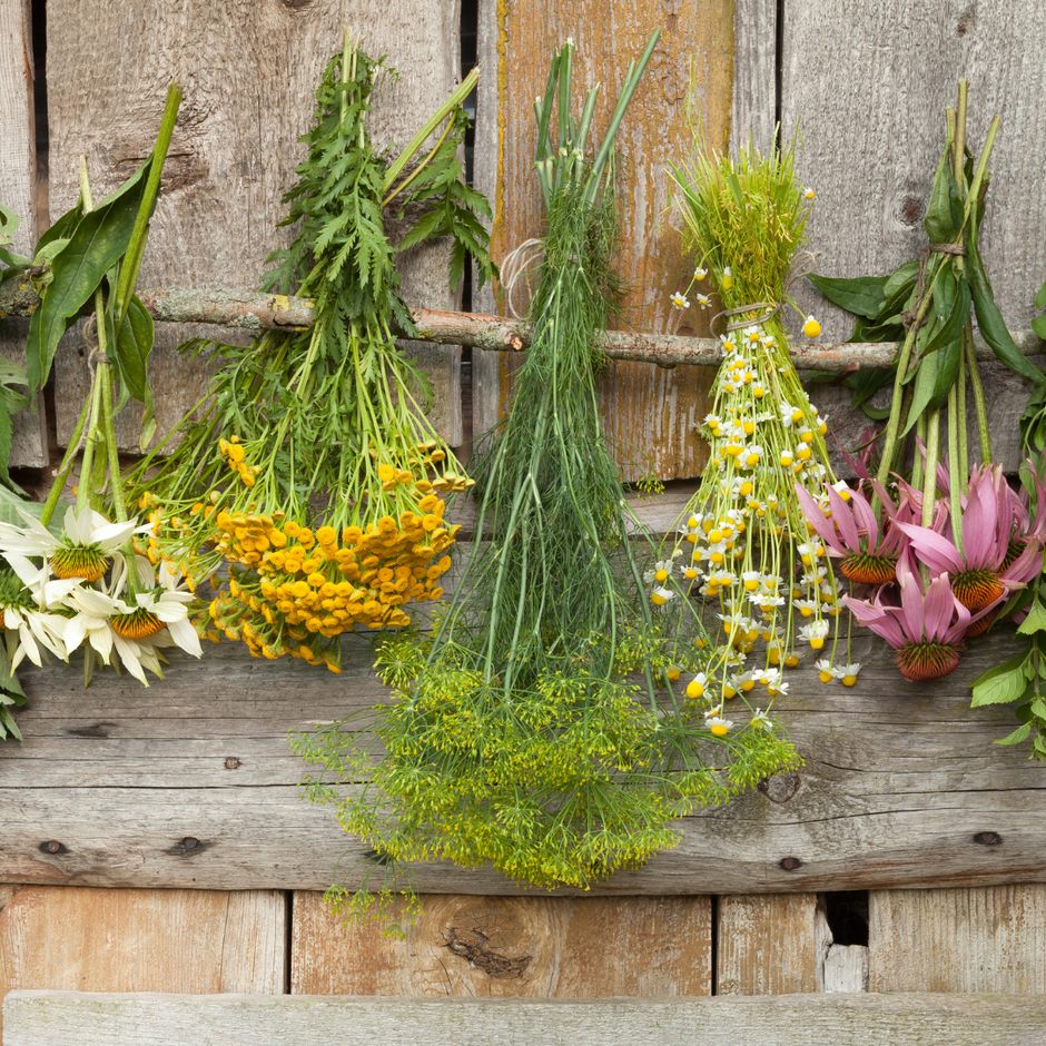 Bundles of herbs hang upside down on a wooden fence